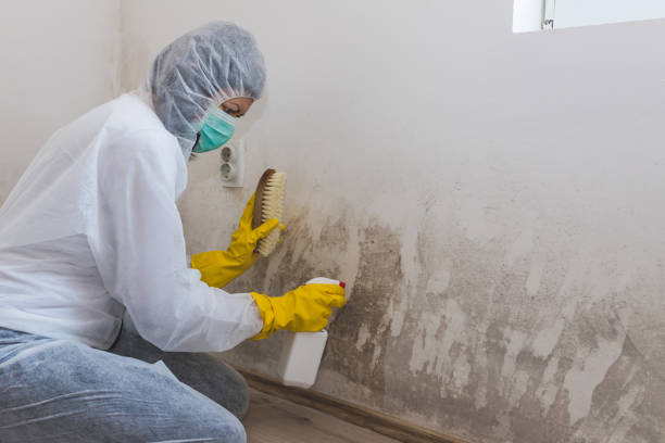 Best DIY Mold Remediation Support Services in Meadowbrook, AL